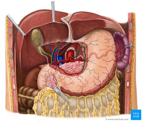 Left gastric artery: Anatomy, branches, supply | Kenhub