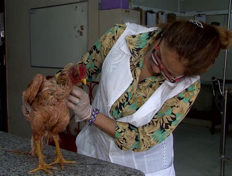 Aves Resgatadas De Rinhas Pela PM Ganham Tratamento Em Ituiutaba