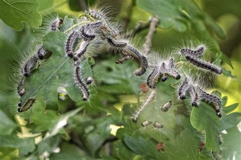 La chenille processionnaire du Chêne