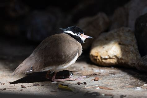 Vögel Federn Nest Kostenloses Foto auf Pixabay Pixabay