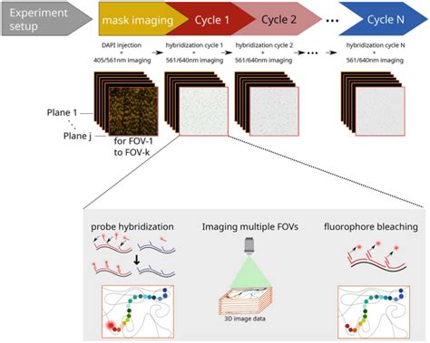 Hi M A Multiplex Oligopaint FISH Method To Capture Chromatin