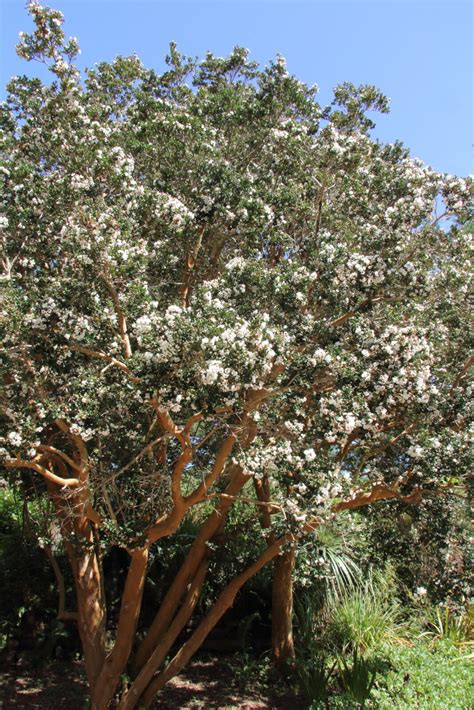 Luma apiculata (syn. Myrtus luma) Hardy form | Pan Global Plants