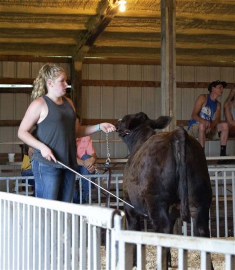 Cattle Show Helps Usher In Pike County Fair Eagle102