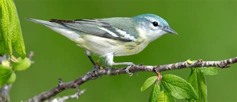 Cerulean Warbler American Bird Conservancy