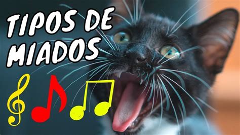 Gato Miando Sons De Gatos E Seus Significados Surpreendente Os