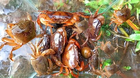 SeruMenangkap Kepiting Sawah Kepiting Besar Dan Kepiting Kecil