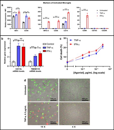 Inflammatory activation of HMC3 human microglia cell line by TNF α and