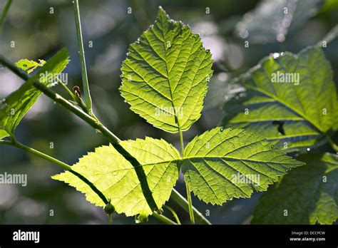 Veine de framboise Banque de photographies et dimages à haute