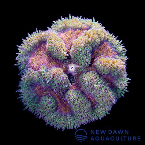 Orange Maxi Mini Carpet Anemone New Dawn Aquaculture