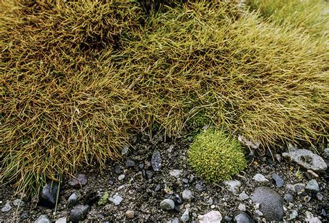 Explosion of plant life shows ‘major change’ in a warming Antarctica ...