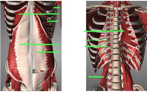 Anterior Trunk Diagram Quizlet