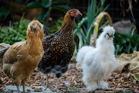 The Best Chickens For Ornamental Use Blains Farm And Fleet Blog