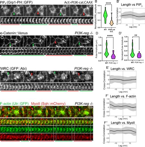 Pten PI3K And PtdIns 3 4 5 P3 Dynamics Control Pulsatile Actin