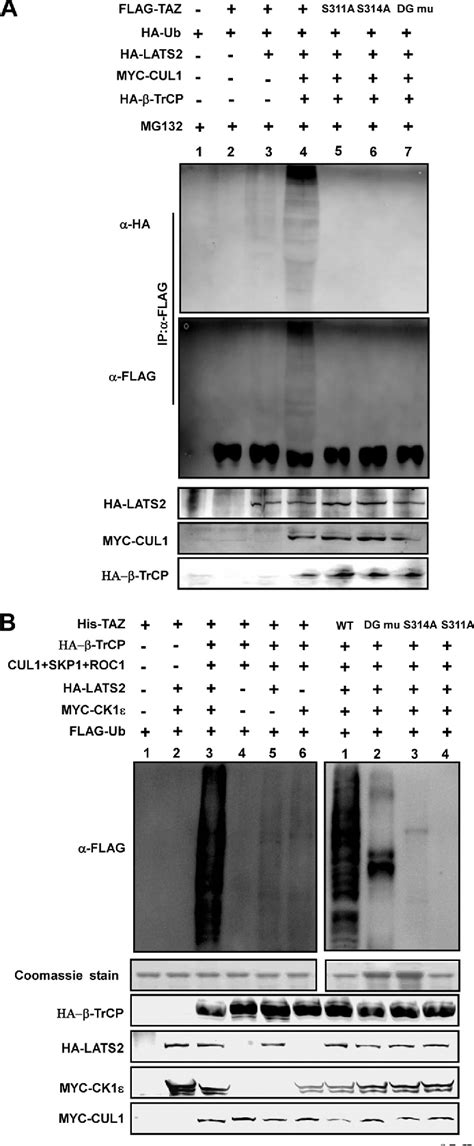 Figure 5 From The Hippo Tumor Pathway Promotes TAZ Degradation By