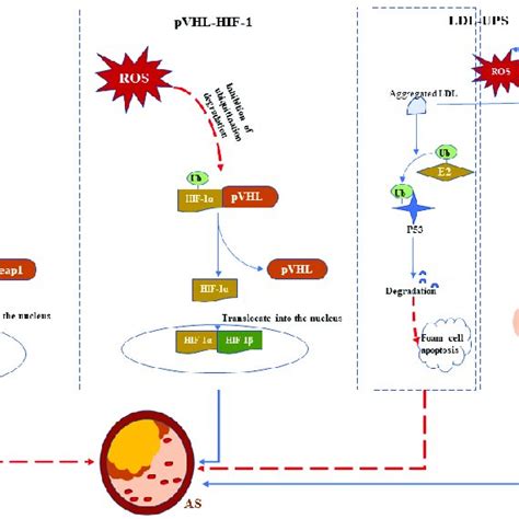 Three Main Pathways Linking The Ubiquitin Proteosome System UPS And