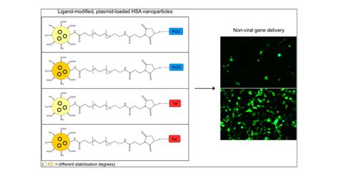 Ligand Modified Human Serum Albumin Nanoparticles For Enhanced Gene