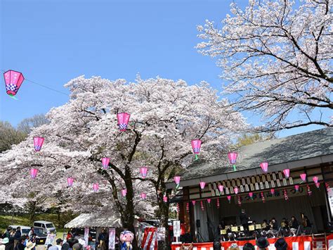 【本厚木】桜トンネルが圧巻！あつぎ飯山桜まつり 小田急のくらし 小田急不動産株式会社