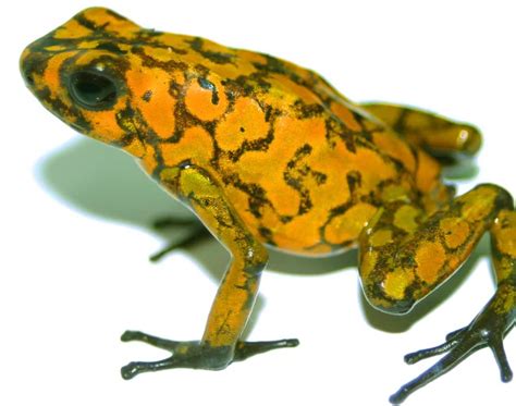 Poison Frog Poison Defense Differs Based on Prey Location/Consumption ...
