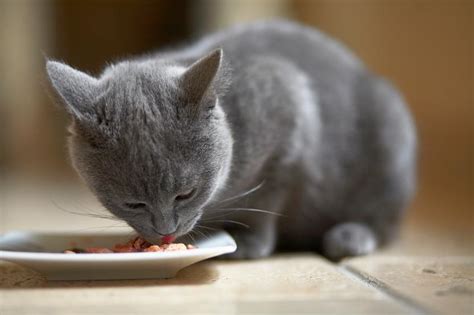 Recettes Pour Chat Cuisiner Pour Son Chat