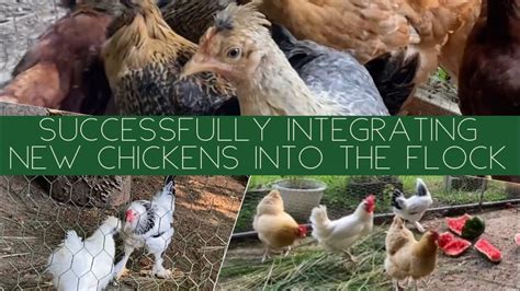 Successfully Integrating Chickens Into The Flock Merging Two Chicken