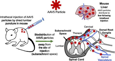 Molecular Pharmaceutics Vol 18 No 10