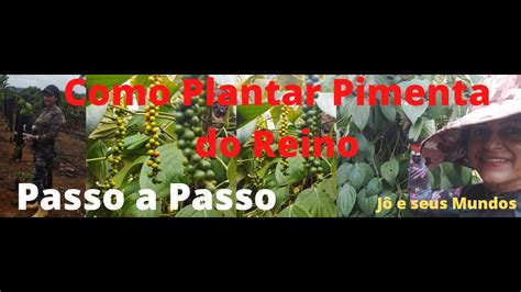 Como plantar Pimenta do reino passo a passo Mudas de Qualidade Jô e