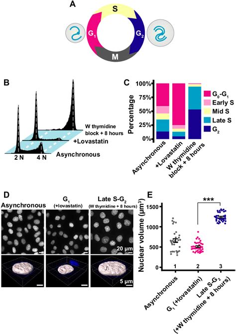 Synchronization Of Hela Cells In G And Late S G Phases And Nuclear