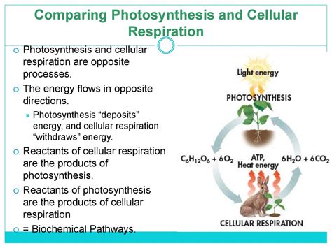 How Do The Chemical Equations For Photosynthesis And Cellular ...