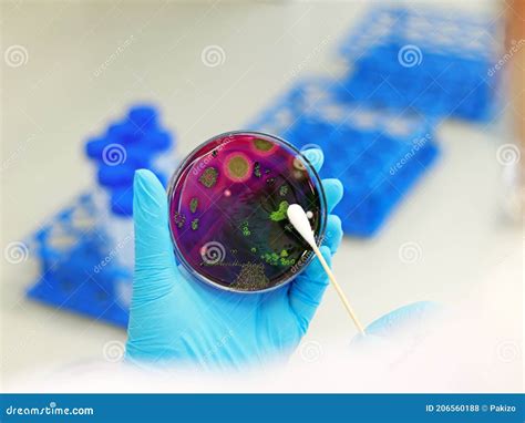 Scientist Analysis Escherichia Coli E Coli Culture With Eosin Methylene