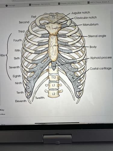 Anatomy 1212 Flashcards | Quizlet