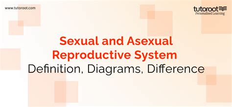 Sexual And Asexual Reproductive System Diagrams Difference