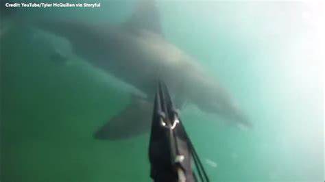 GoPro captures diver's frightening encounter with great white shark off ...