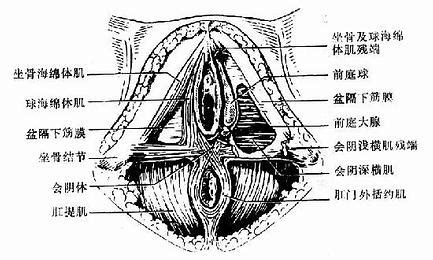 第一节 外生殖器 妇产科学 中医世家