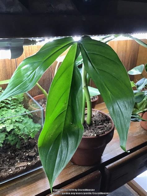 Philodendron Tripartitum In The Philodendrons Database