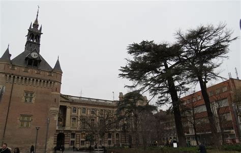 Toulouse Deux cèdres centenaires du square de Gaulle vont être abattus