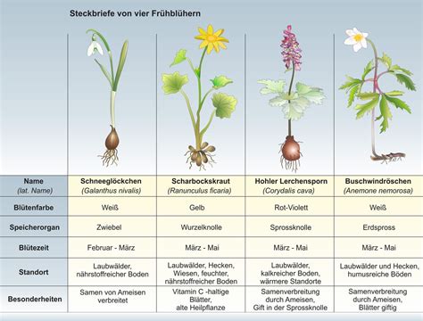 UnterrichtsSoftware Biologie UnterrichtsSoftware Frühblüher