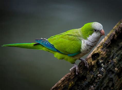 Do Parakeets Pee Vet Reviewed Facts Faq Hepper