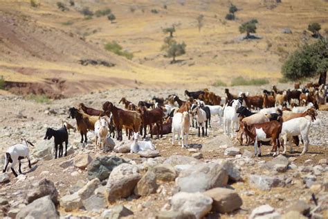 Sirohi Goat Breed Profile Weight Features Breed Characteristics