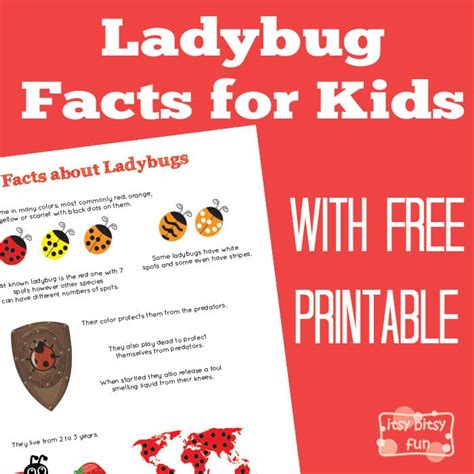 Fun Ladybug Facts For Kids Itsy Bitsy Fun