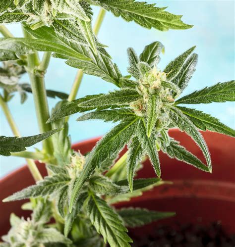 6 Common Problems Cannabis Growers May Encounter - Salisbury Greenhouse ...