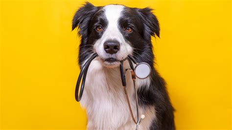 How To Treat Dust Mite Allergies In Dogs