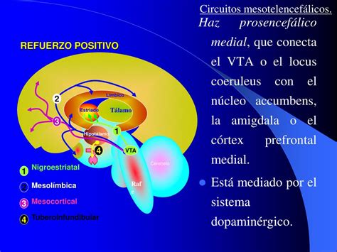 Ppt NeurobiologÍa De Las Adicciones Powerpoint Presentation Free Download Id 232229