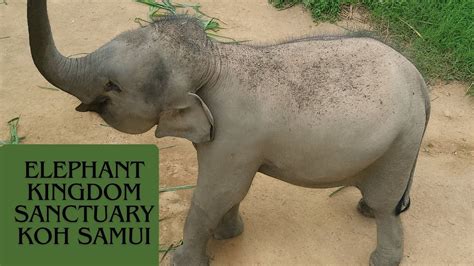 Elephant Kingdom Sanctuary Koh Samui Thailand Youtube