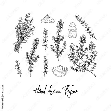 Hand Drawn Thyme Branches Bunch And Dried Spices Vector Illustration