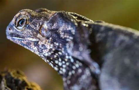 Frilled Lizard - Description, Habitat, Image, Diet, and Interesting Facts