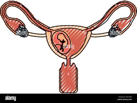 Colored Crayon Silhouette Of Female Reproductive System Ovaries With