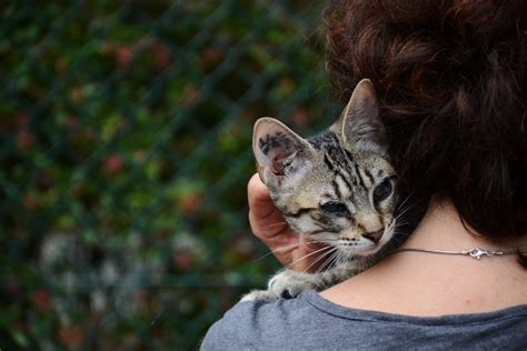 Adopter Le Chat Kiwi