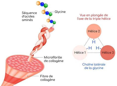 Glycine Caract Ristiques Et R Les Biologiques Nutrixeal Info