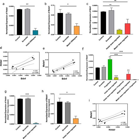 Hotair And Malat1 LncRNAs Can Regulate Bdnf Gene Expression A And B