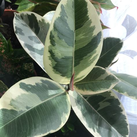 Ficus elastica 'Variegata', Rubber Tree 'Variegata' - uploaded by ...